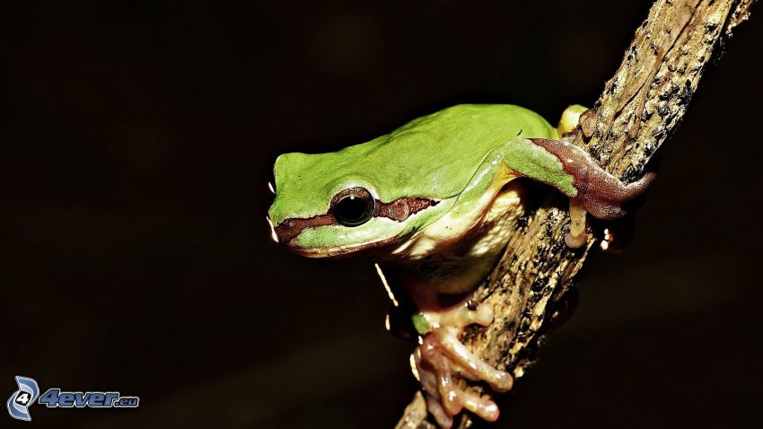 frog, twig