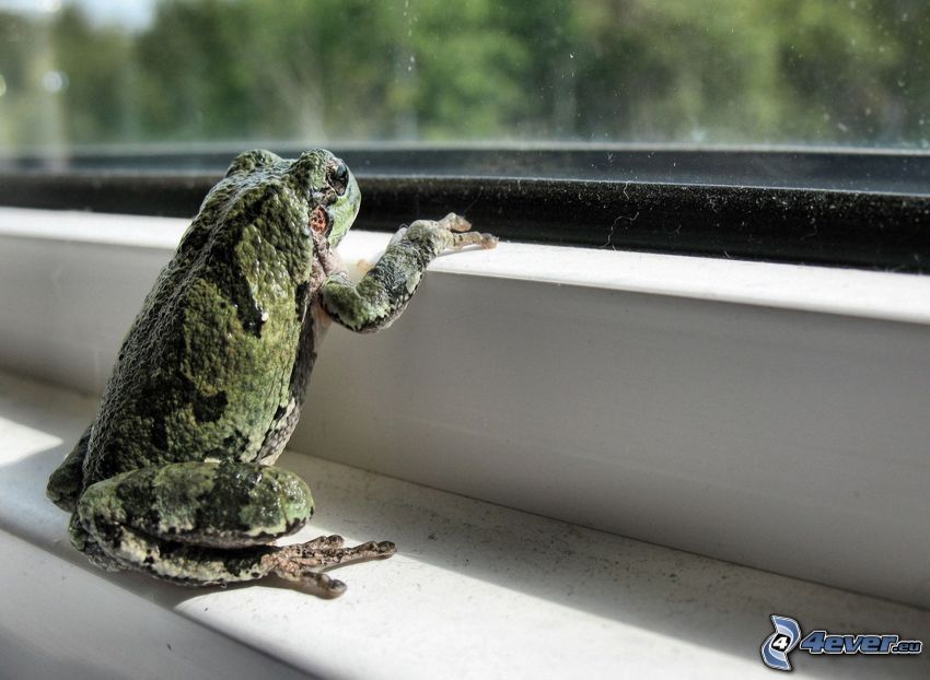 frog, window