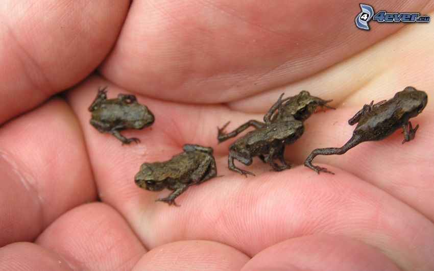 frogs, hand