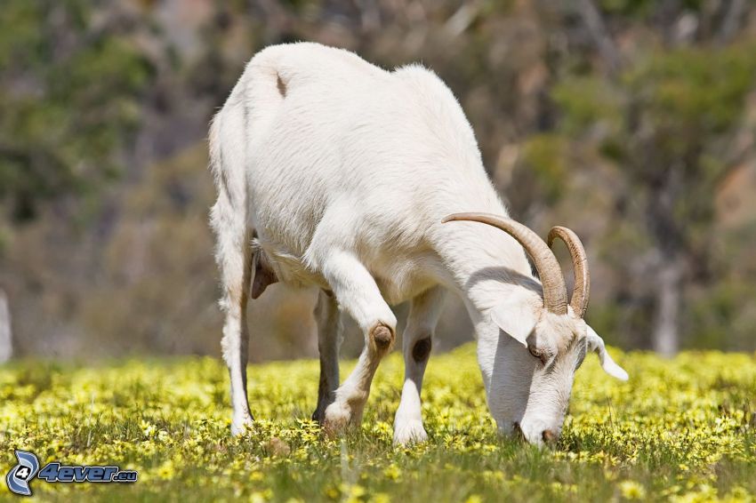 goat, meadow