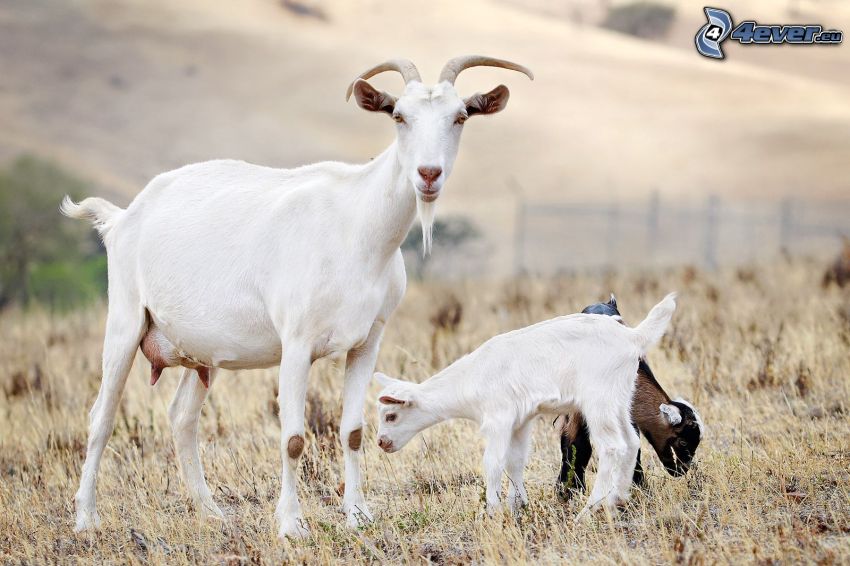 Goats, little goat, dry grass