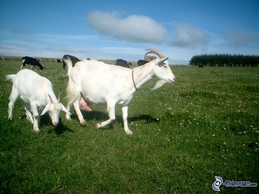 Goats, meadow