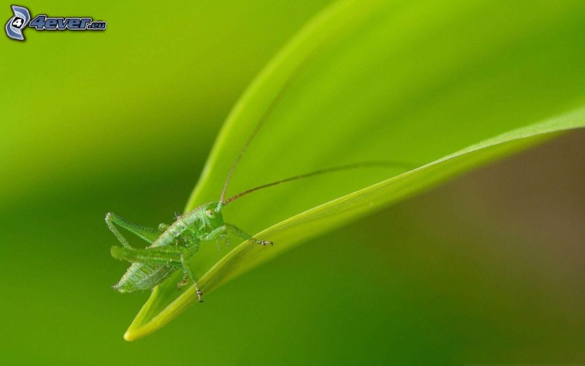 grasshopper, leaf