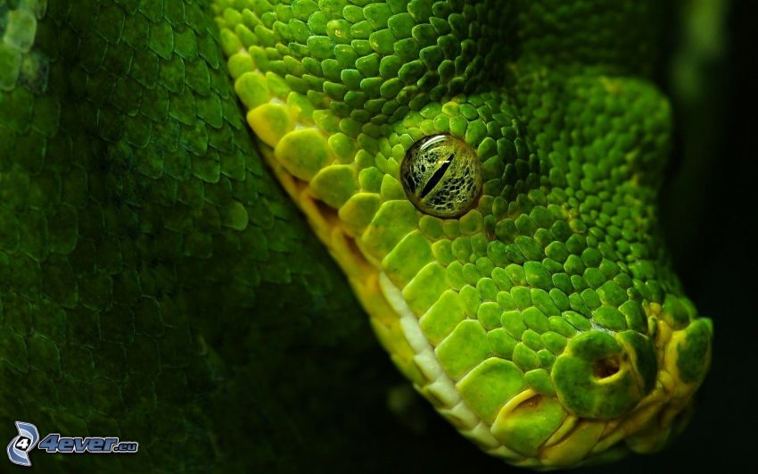 green snake, green eye