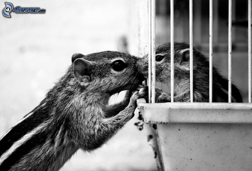 ground squirrel, cage, black and white photo