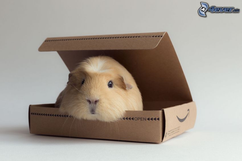 guinea pig, box