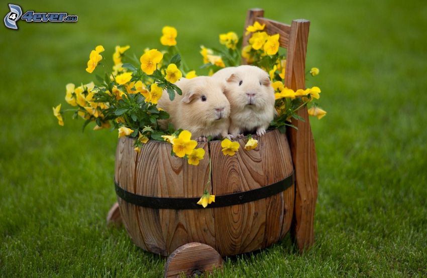 guinea pig, cart, pansies, grass