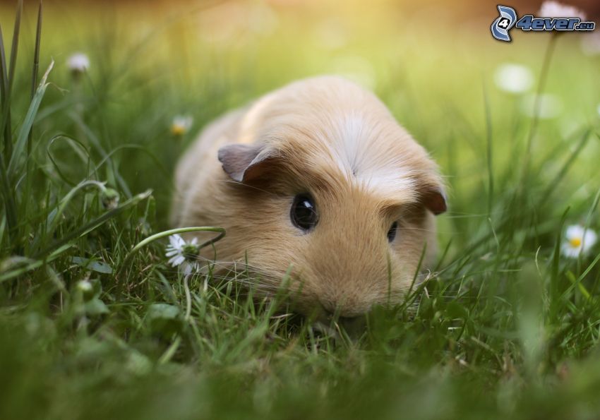 guinea pig, daisies, grass