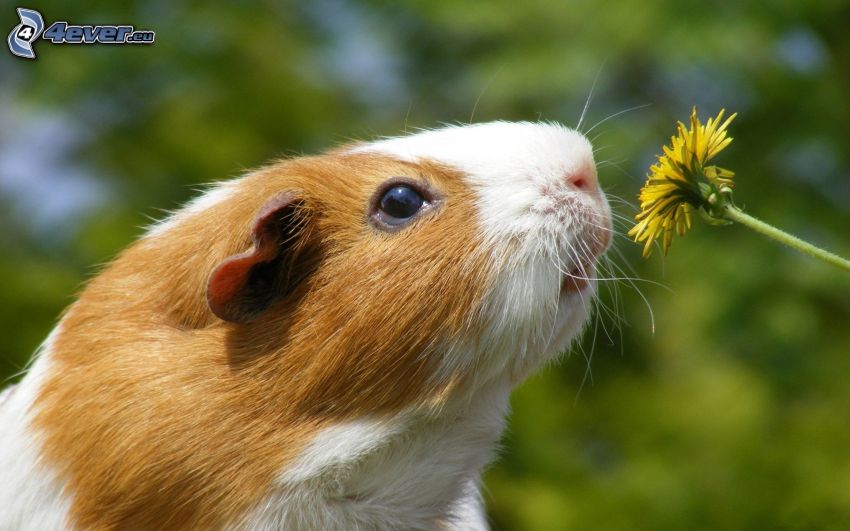 guinea pig, dandelion
