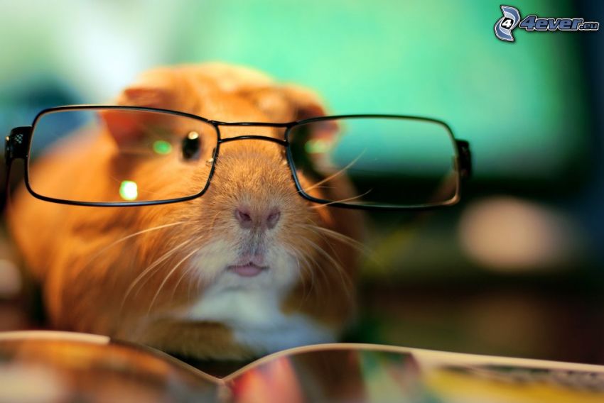 guinea pig, glasses