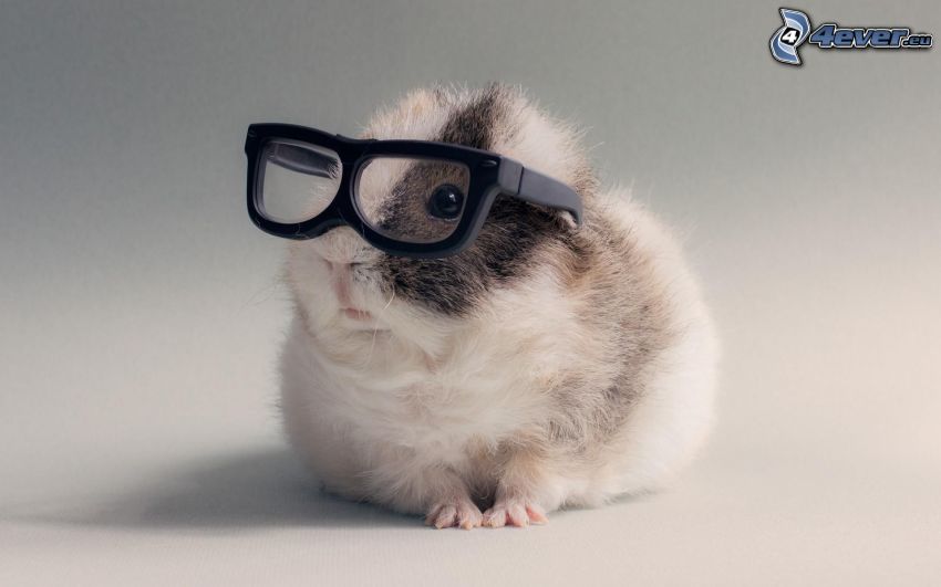 guinea pig, glasses