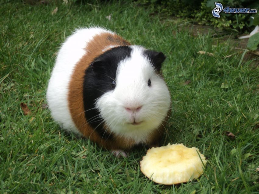 guinea pig, grass, apple
