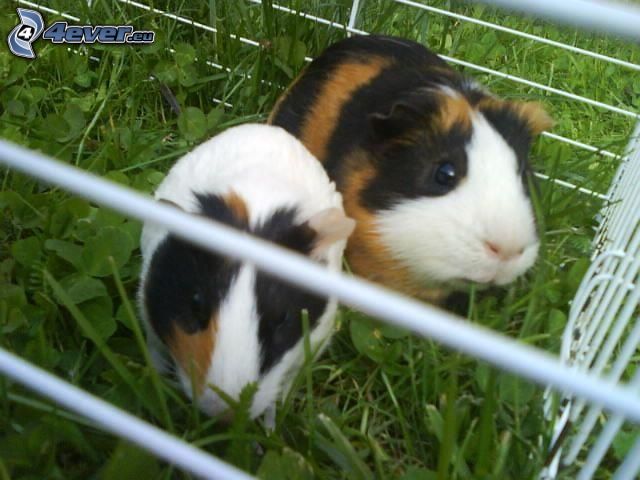 guinea pig, grass, cage