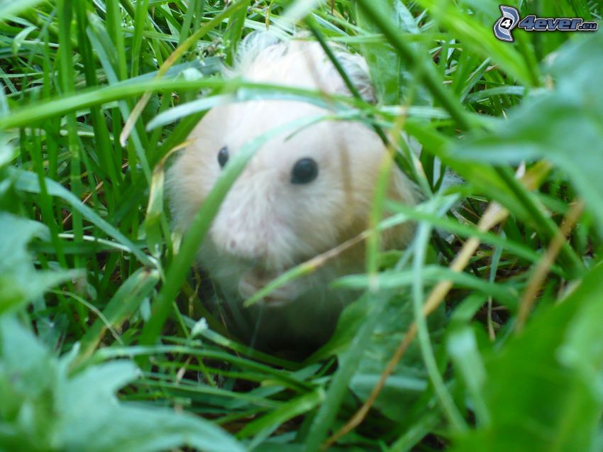 guinea pig, grass, greenery
