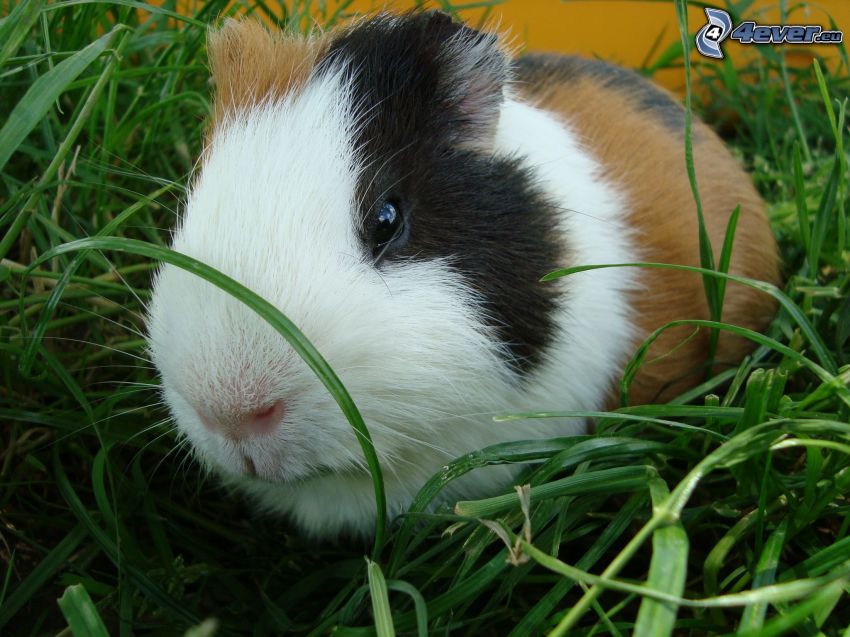 guinea pig, grass, snout