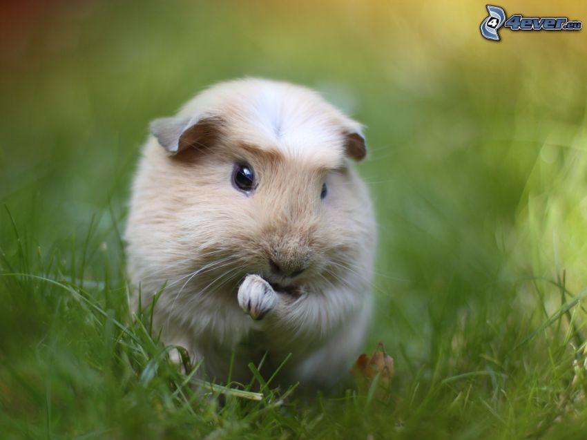 guinea pig, grass