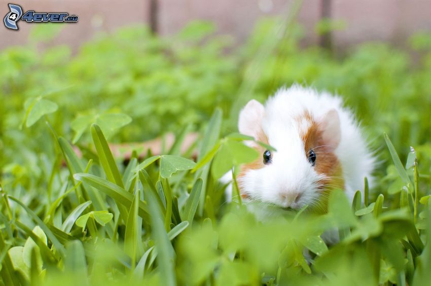 guinea pig, grass