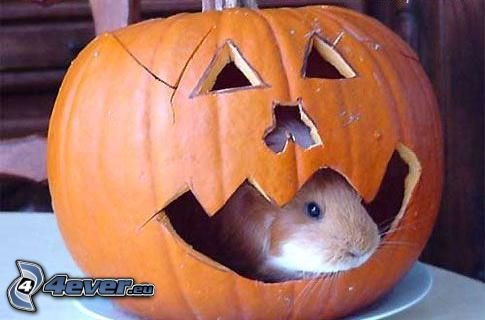 guinea pig, halloween pumpkin