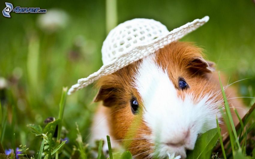 guinea pig, hat, grass