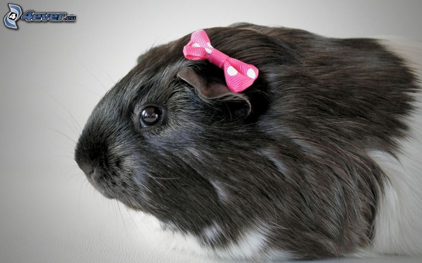 guinea pig, ribbon