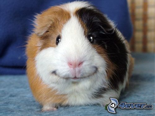 guinea pig, rodent