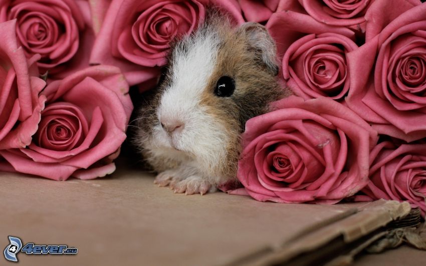 guinea pig, roses