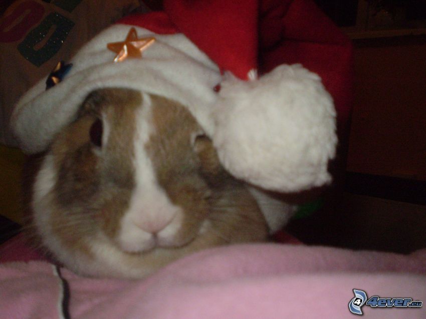 guinea pig, Santa Claus, Santa Claus hat