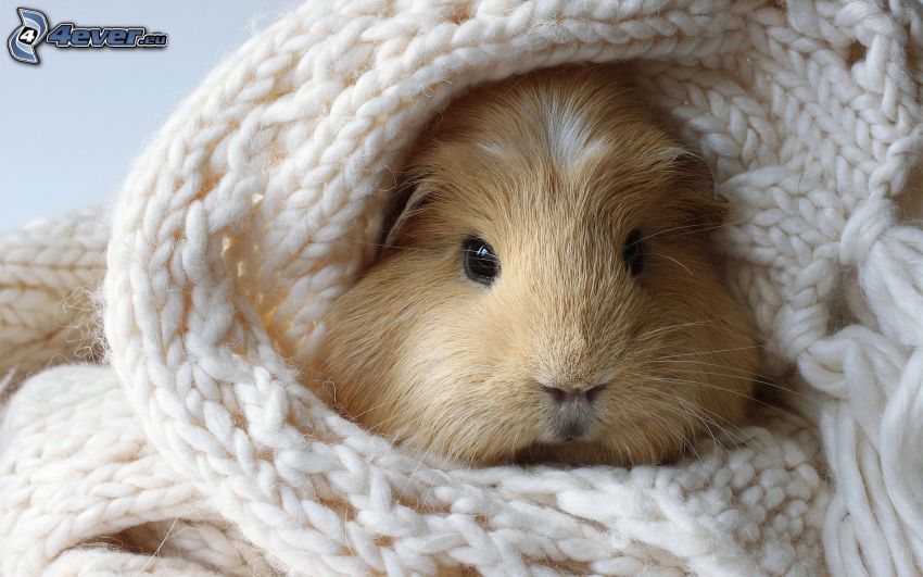 guinea pig, scarf