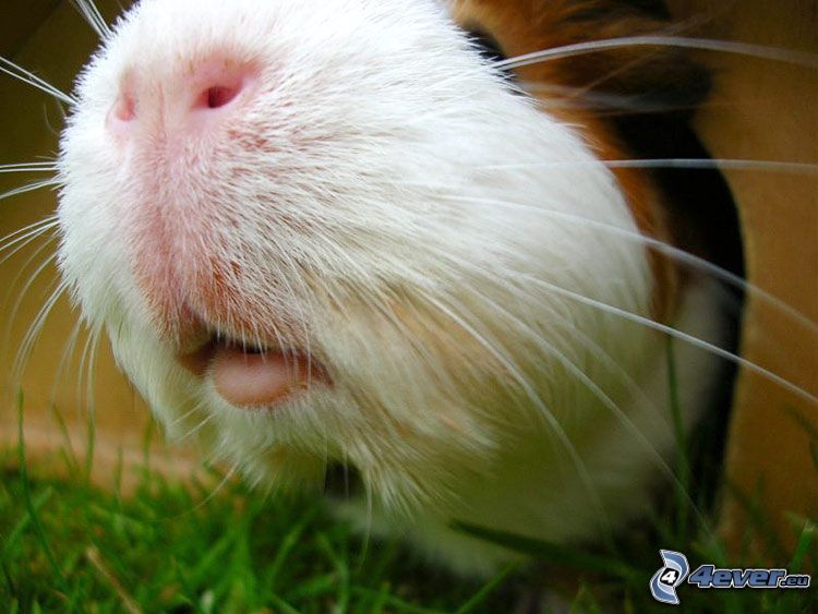 guinea pig, snout