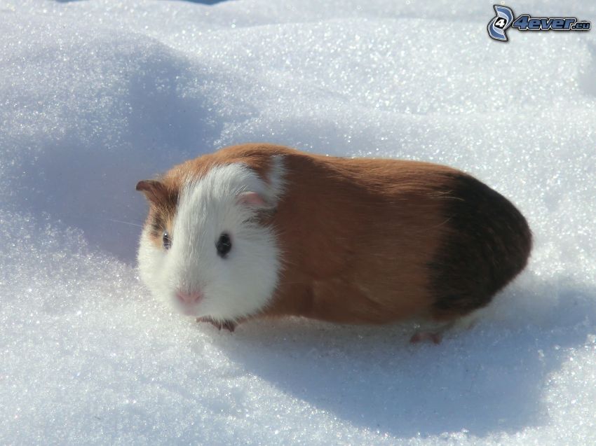 guinea pig, snow