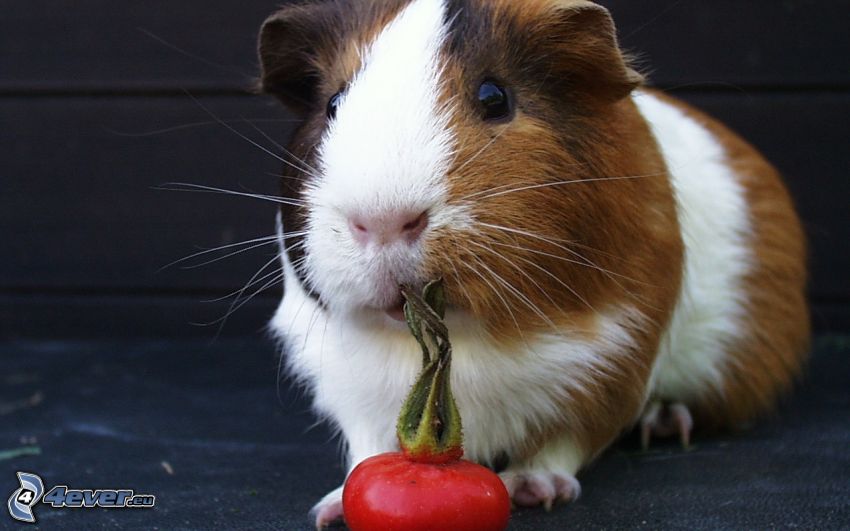 guinea pig