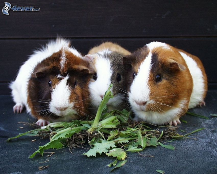 guinea pigs, grass
