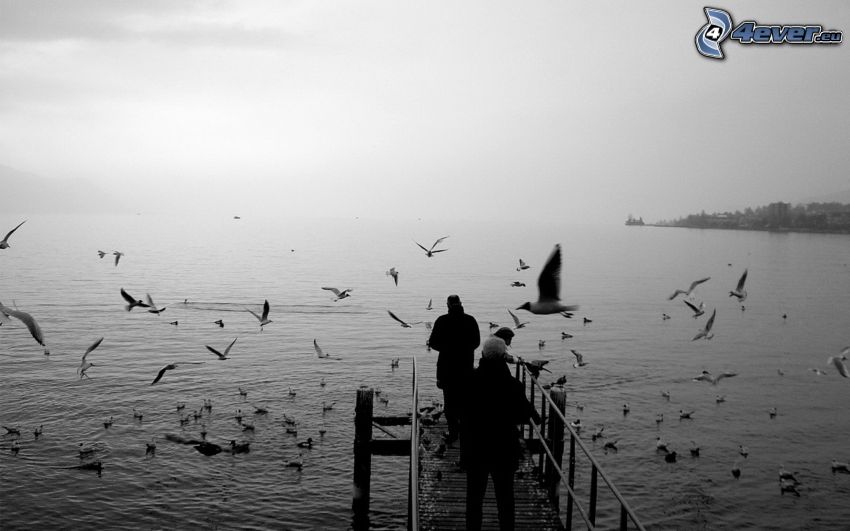 gulls, lake, wooden pier, people, black and white
