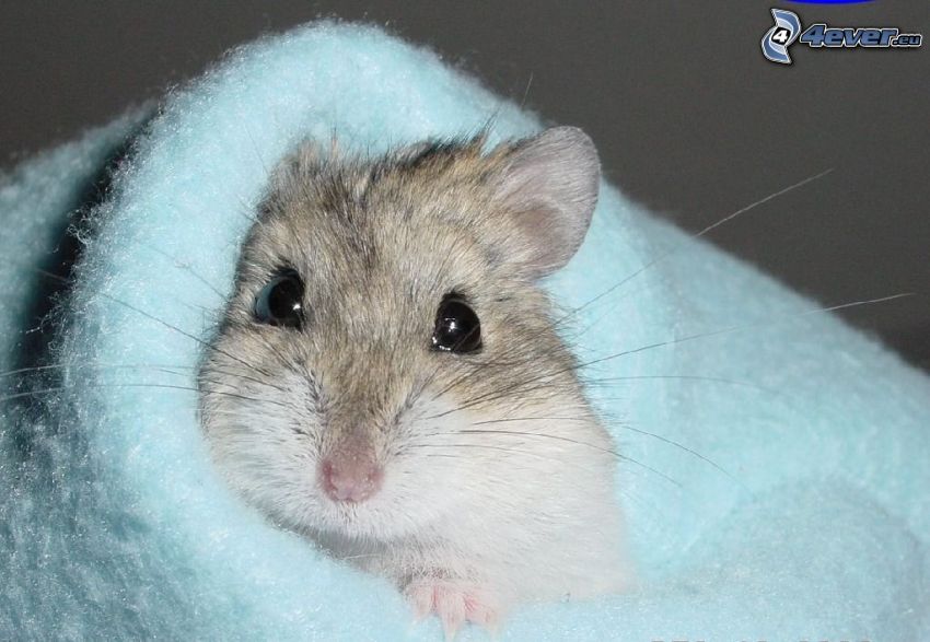 hamster, blanket