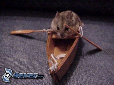 hamster, boat, oars
