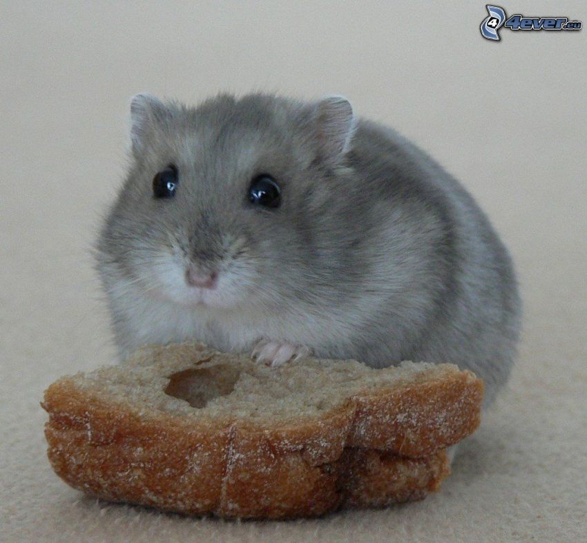 hamster, bread, rodent