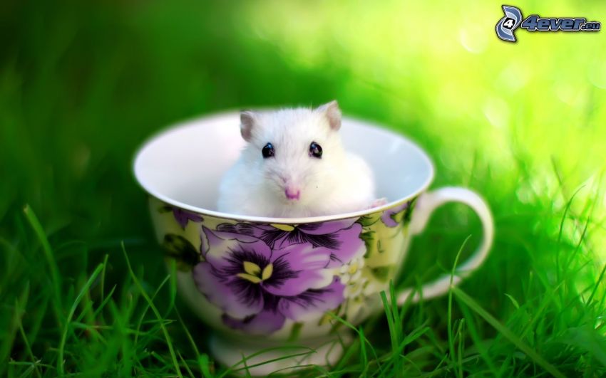 hamster, cup