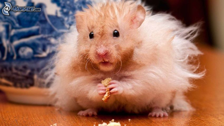 hamster, food