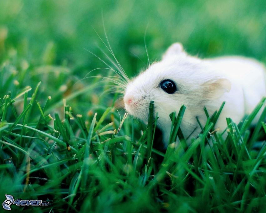 hamster in grass