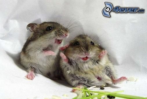 hamsters, rodent, joy