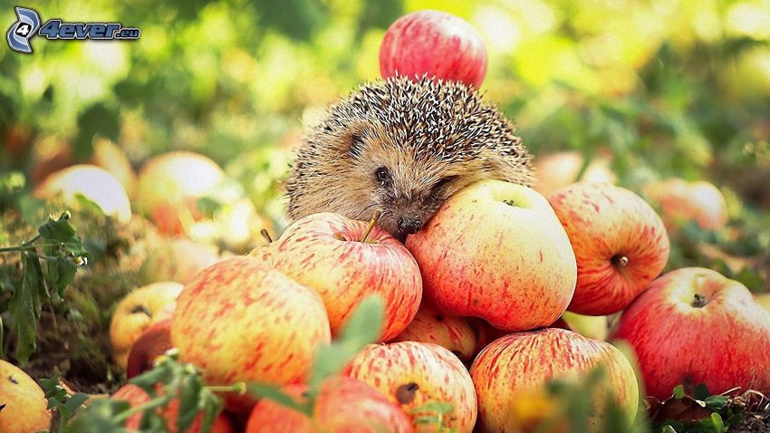hedgehog, apples