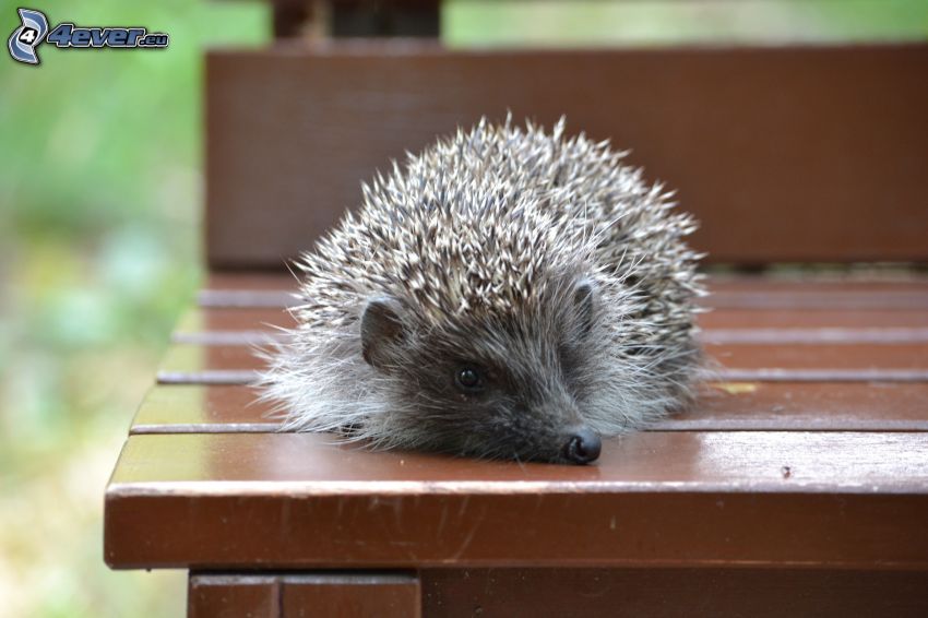 hedgehog, bench