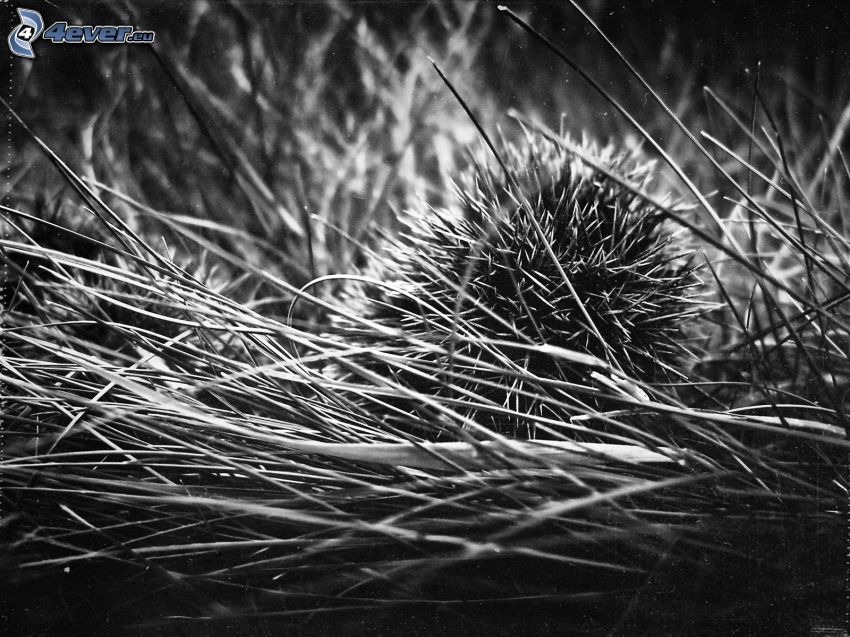 hedgehog, grass