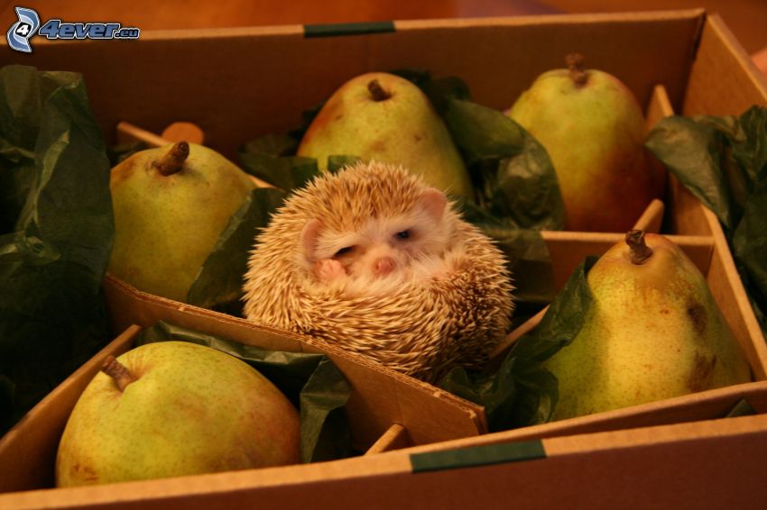 hedgehog, pears