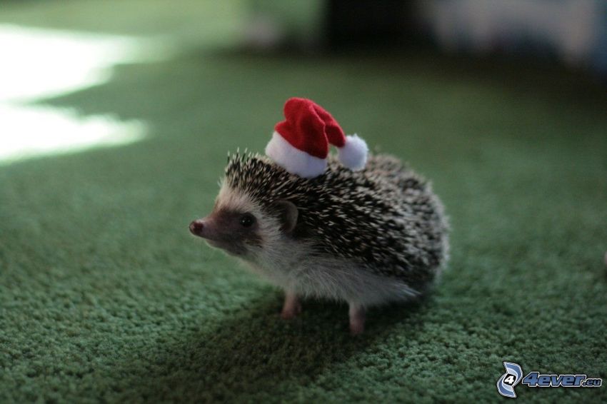 hedgehog, Santa Claus hat