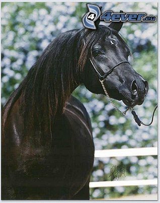 Arabian thoroughbred, horse