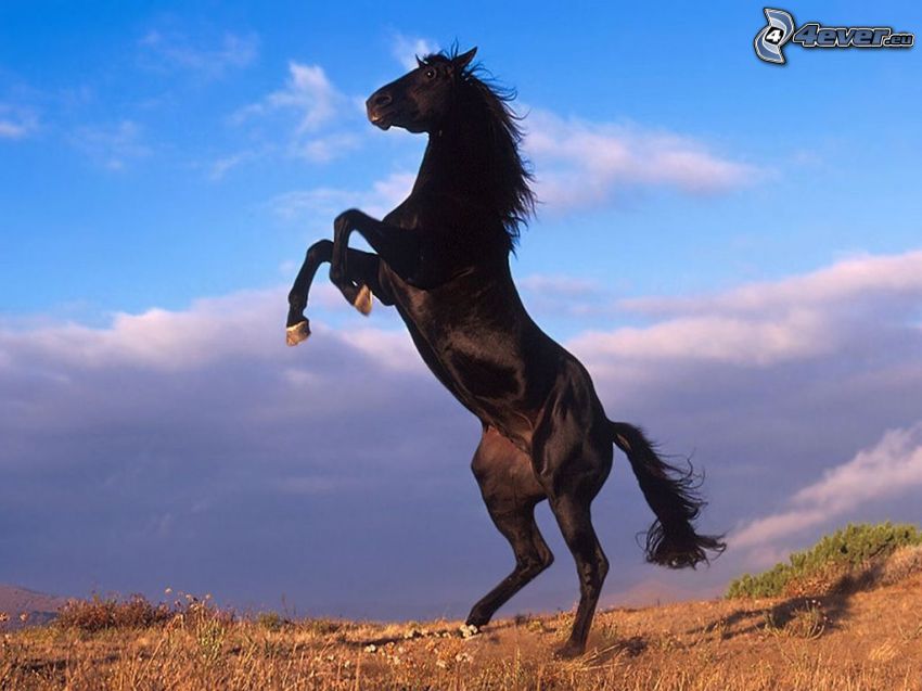black horse, freedom, sky