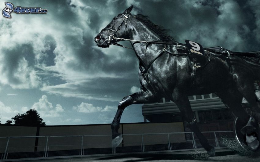 black horse, horse racing, clouds, black and white