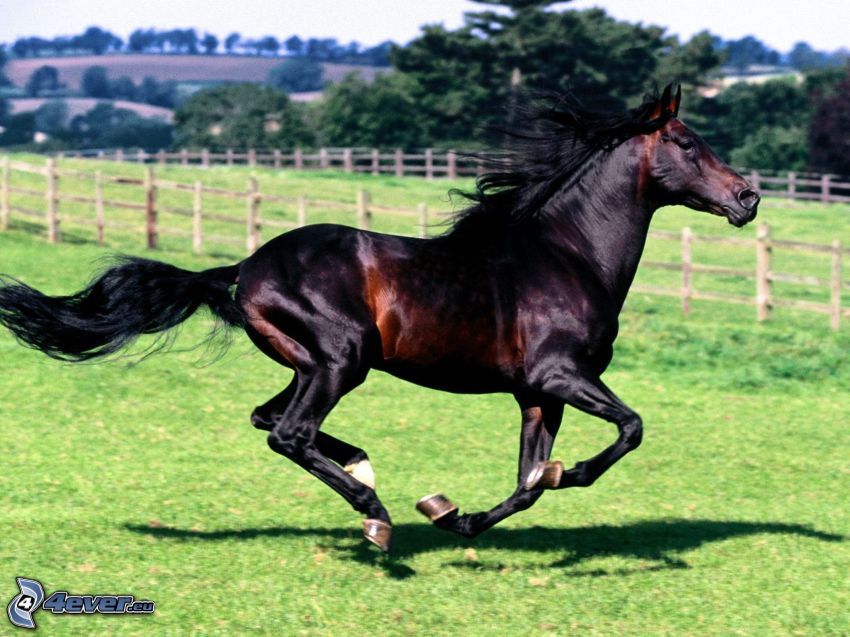black horse, running, lawn, fence