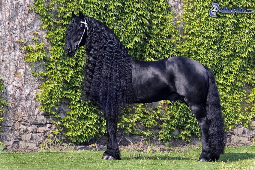 black horse, stallion, mane